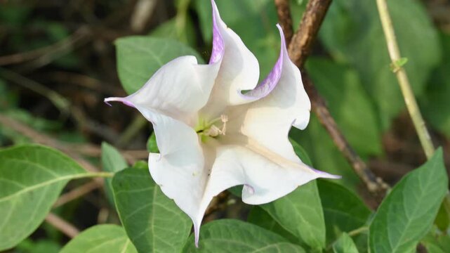 Datura plant flowers. Its common names thornapples, jimsonweeds, devils trumpets, moonflower,&nbsp;devils weed and stramonium. Hindus offer it to Lord Shiva. It is used a lot in Ayurvedic medicines.