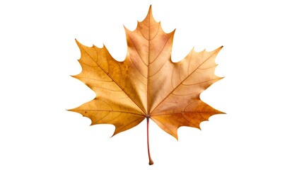 Obraz premium Autumn maple leaf, isolated on white