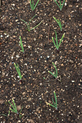 Red onion plants in a row growing in the vegetable garden. Allium cepa 