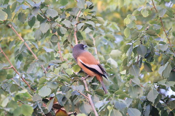 Rufouse Treepie