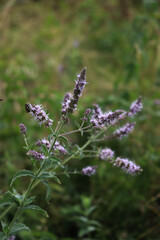 Mentha longifolia ( long leaved  wild mint) plant in bloom with lilac flowers in the meadow