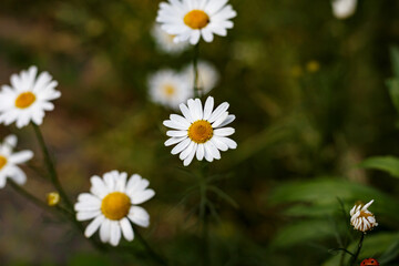 Fototapeta premium Wild Daisy Flower Close-Up — White Petals with Yellow Center on Green Background, Summer Nature