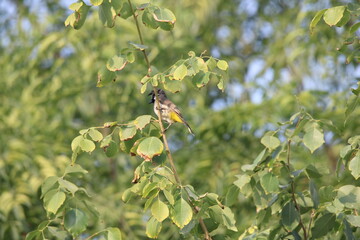 Birds on tree
