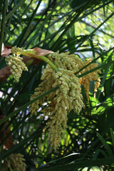 Chinese windmill palm or Trachycarpus fortunei in bloom with some yellow flowers on springtime