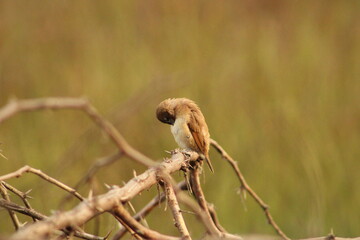 Munia