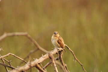 Munia