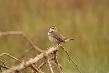 Munia