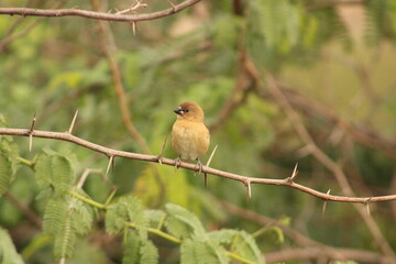 Munia