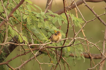 Munia