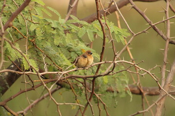 Munia