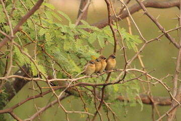 Munia