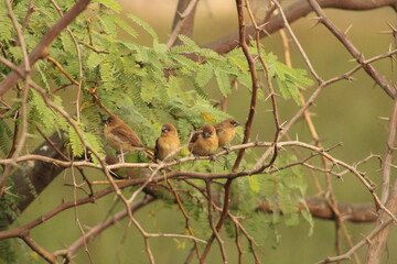 Munia