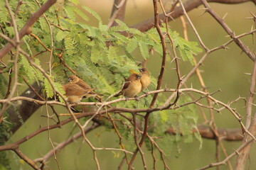 Munia