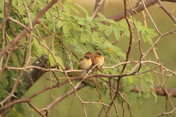 Munia