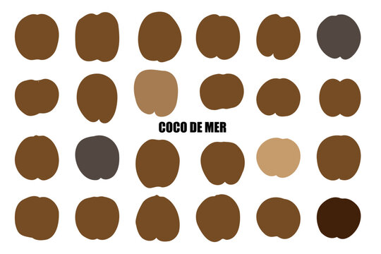 Rare Coco de Mer nut icon, sea coconut, coco de mer, or double coconut. Lodoicea fruit