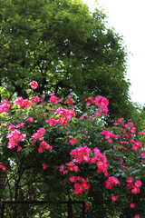 Pink and white roses on bush . Climbing plant in bloom in the garden
