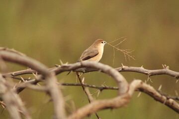 Munia