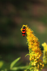 Red and black Trichodes apiarius insect on solidago canadensis . Bright striped Bee beetle on a yellow Canadian goldenrod