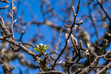 Young buds on a tree branch against the sky.