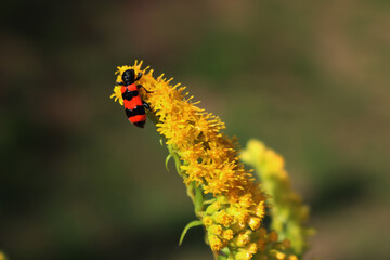 Red and black Trichodes apiarius insect on solidago canadensis . Bright striped Bee beetle on a yellow Canadian goldenrod
