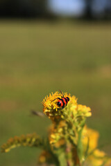 Red and black Trichodes apiarius insect on solidago canadensis . Bright striped Bee beetle on a yellow Canadian goldenrod