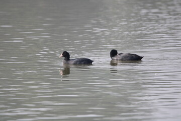Birds  in lake
