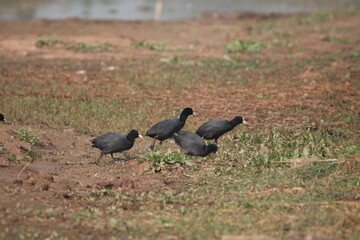 Birds  in lake