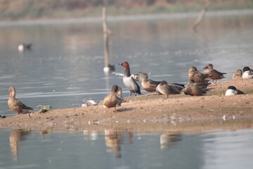 Birds  in lake