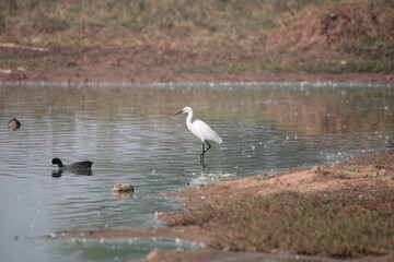 Birds  in lake