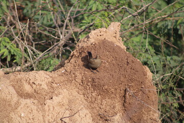 Brown Rock Chat
