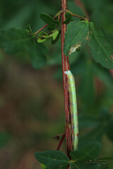 Silver moth caterpillar eating a green plant. Green caterpillar with long white stripe. Autographa gamma
