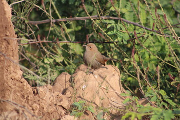Brown Rock Chat