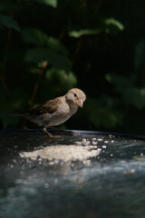 Sparrow standing on a glass table next to oat flakes