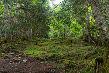 Obraz premium 八ヶ岳の森林01