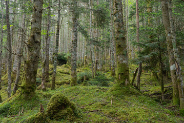 八ヶ岳の森林02