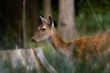 Fallow Deer Think