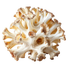 Obraz premium Bone fence under the spiral pillar concept. Beautiful white coral structure showcasing intricate details.