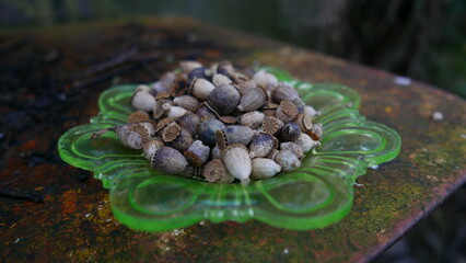 Dried poppy seed heads in green plate