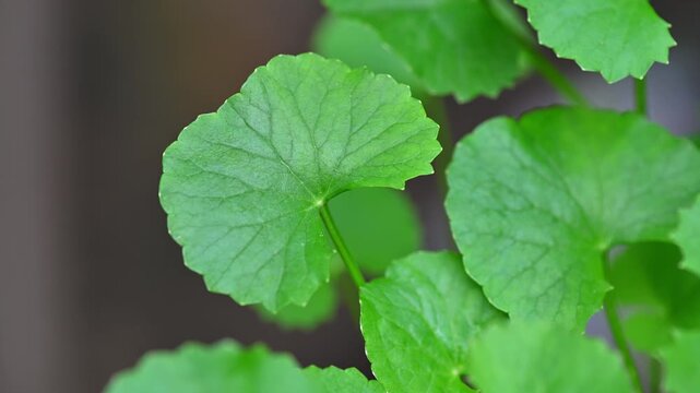 Gotu kola in the garden