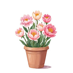 pink tulips in pot