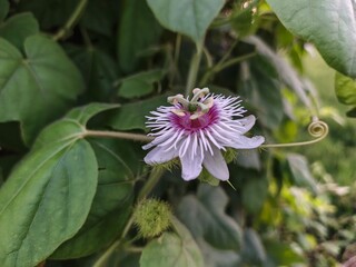 Passion flower