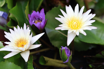 Beautiful lotus flowers bloom gracefully in serene pond, showcasing vibrant colors of white and...
