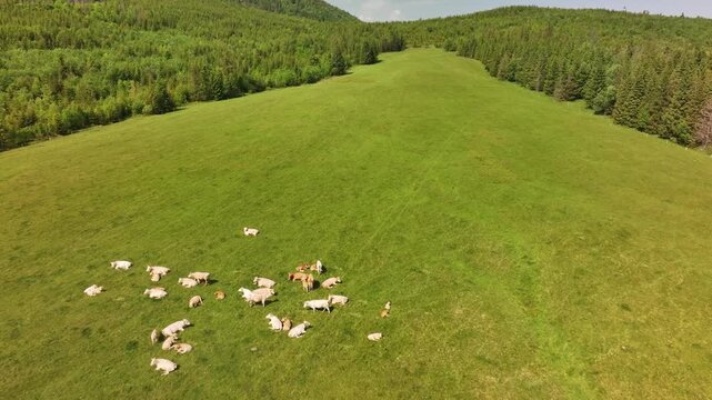 Green forest at the foot of Havran peak, Slovakia