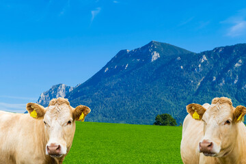 Rinder Chiemgauer Alpen Collage