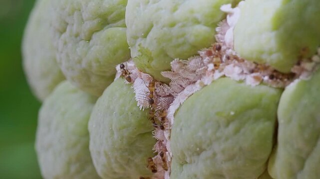 This macro video captures the complex relationship between mailite bugs and brown ants on a custard apple. The ants are prone to female bugs, highlighting the symbiosis in nature.