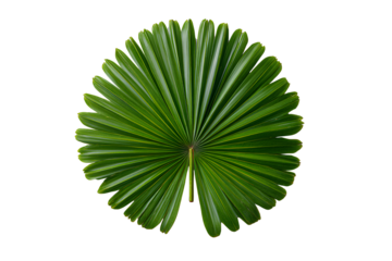 Symmetrical Round Palm Leaf with Central Stem Flat Lay Top View Isolated on Transparent Background PNG