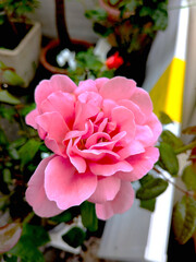 Vibrant Pink Rose Bloom in a Sunny Garden