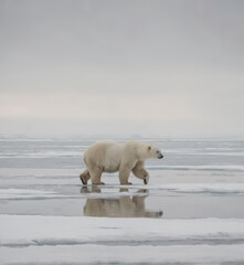 Majestic polar bear striding confidently across ice towards right side of image. White fur against frozen sea, sky backdrop. Powerful bear form mirrored in crisp white ice, cloudy gray sky. Tranquil,