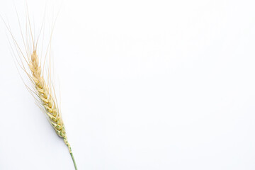 One wheat spike on white background, top view. Space for text © New Africa