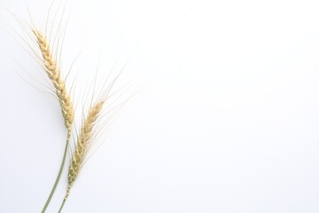 Obraz premium Wheat spikes on white background, flat lay. Space for text